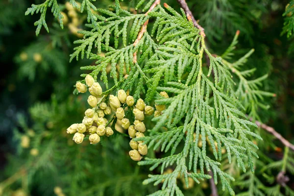 Thuja Şubesi Güz Parkında — Stok fotoğraf