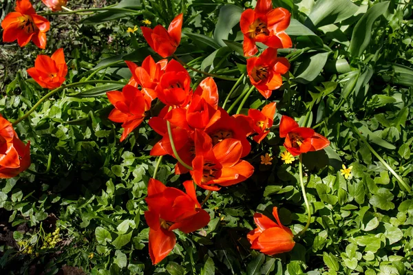 Los Tulipanes Rojos Están Sol Jardín Primavera Con Pétalos Caídos —  Fotos de Stock