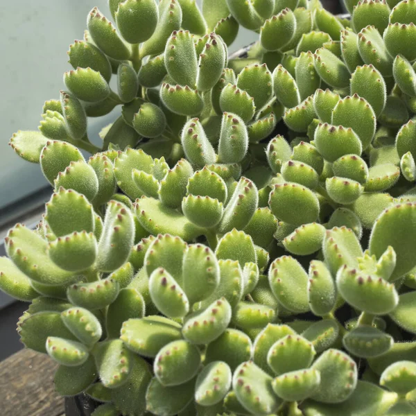 Tło Cotyledon Jest Jednym Około Rodzajów Soczystych Roślin Rodziny Crassulaceae — Zdjęcie stockowe