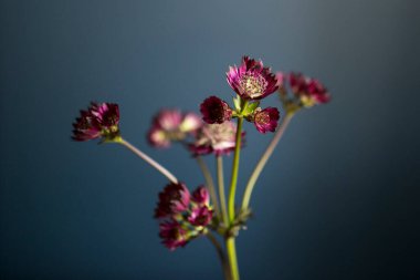 Pembe Astrantia buketi ve koyu mavi arka planda şeffaf bir vazoda yabani otlar.