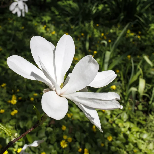 Primavera Londres Magnolia Stellata Rosea Flor Blanca Brote Que Abre —  Fotos de Stock