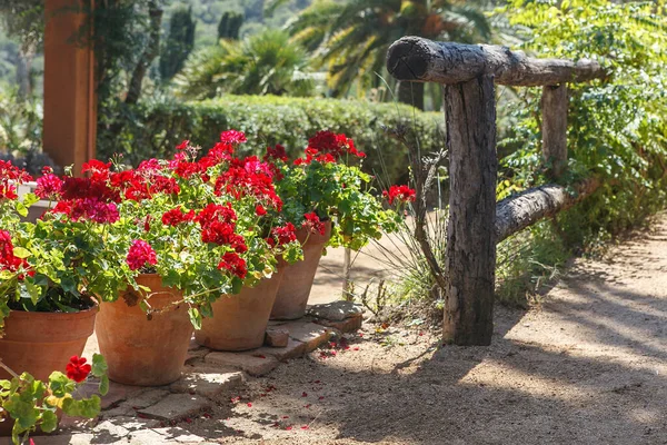 Jardin Géranium Rouge Dans Des Pots Soleil Rétroéclairé Décore Entrée — Photo