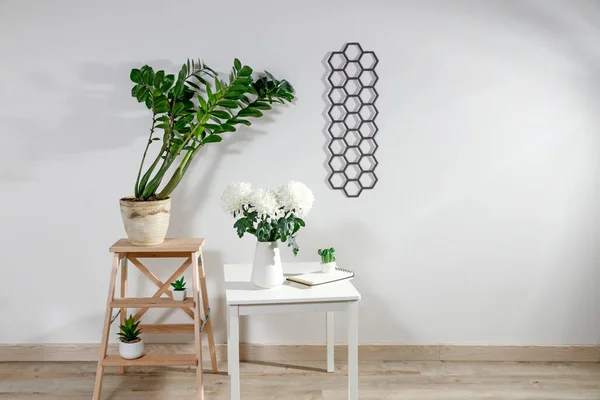 Zamioculcas Växt Lerkrukan Pall Krysantemum Vas Bordet Dekorativ Diamantformad Panel — Stockfoto