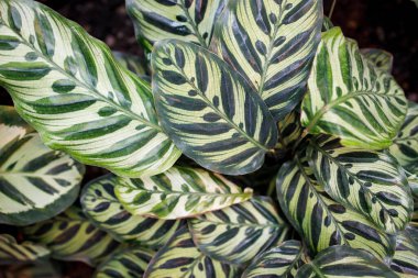 Tavuskuşu bitkisi, ayrıca Calathea makoyana olarak da bilinir, güzel, zıt yeşil ve mor-kırmızı yapraklarıyla ünlü güzel bir tropikal bitkidir.