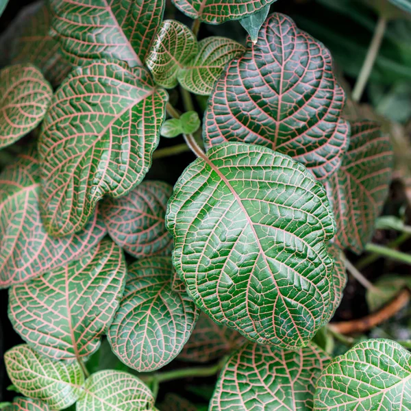 Fittonia Albivenis Species Flowering Plant Family Acanthaceae Native Rainforests Colombia — Stock Photo, Image