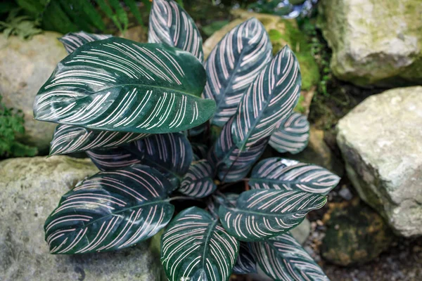 Roślina Paw Znana Również Jako Calathea Ornata Jest Piękną Tropikalną — Zdjęcie stockowe