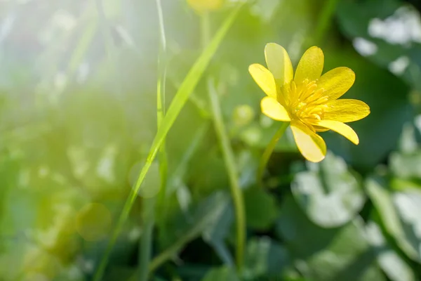 Gele Goudsbloem Verlicht Zonlicht Het Voorjaar — Stockfoto