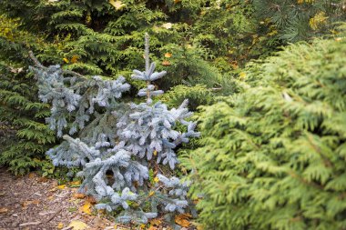 Parktaki patika, kozalaklı ağaçlar arasındaki botanik bahçesi.