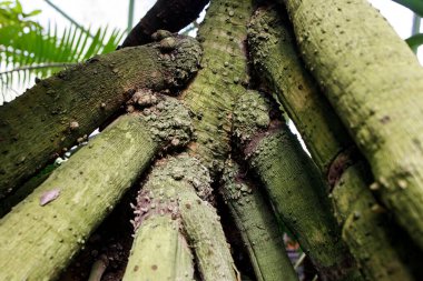 Pandanus refleksi genellikle Moskova 'da bir eczane bahçesinde ayaklıkların üzerindeki palmiye ağacı olarak adlandırılır.