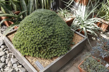Abromeitiella klorantha düşük yoğunluklu sezeryan uzun ömürlü yastıktır. Sualtı sulu bitkiler oluşturur. Yüzlerce yaprak ile düzgün bir şekilde duran tuhaf karasal bromeliad.