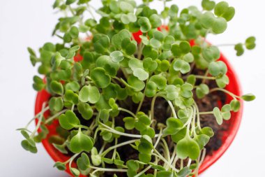 Mutfaktaki salata için plastik bir kaba roka serpilmiş. Kış bitti.