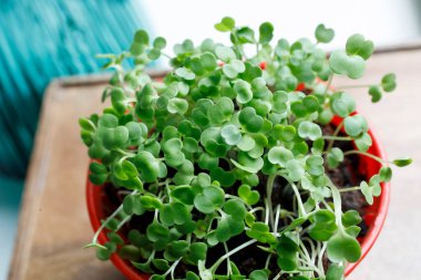 Mutfaktaki salata için plastik bir kaba roka serpilmiş. Kış bitti.