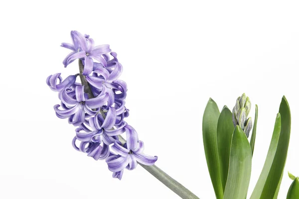 Kvetoucí Modrá Hyacinth Kapkami Deště Bílém Pozadí — Stock fotografie