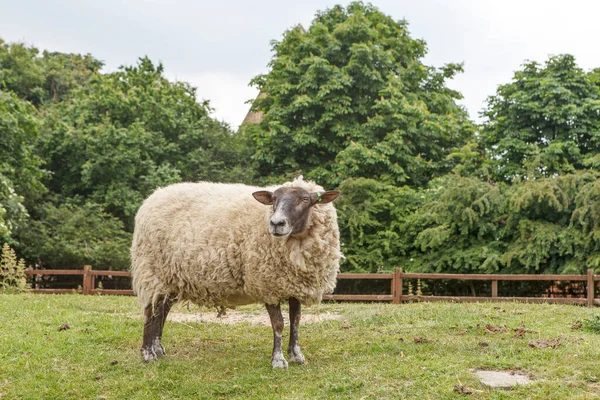 漂亮的农田和健康的牲畜 在周边美丽的科茨沃尔德 英国的田园诗般的乡村看法 — 图库照片