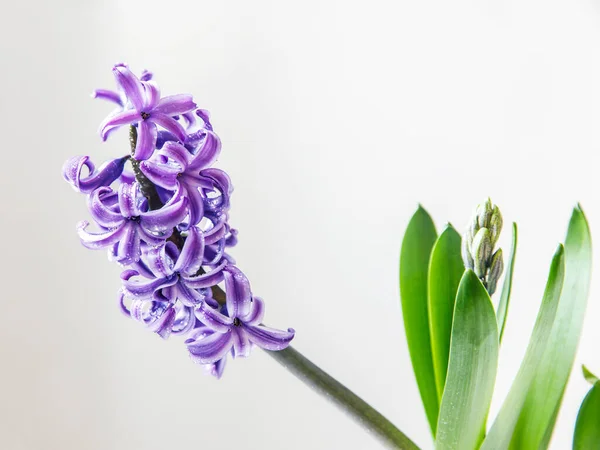 Blossoming Blue Hyacinth Raindrops White Background — Stock Photo, Image