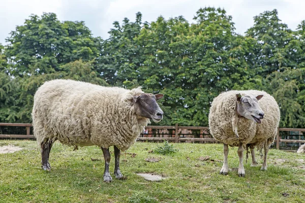 Idyllisch Platteland Uitzicht Mooie Landbouwgrond Gezond Vee Prachtige Omgeving Van — Stockfoto