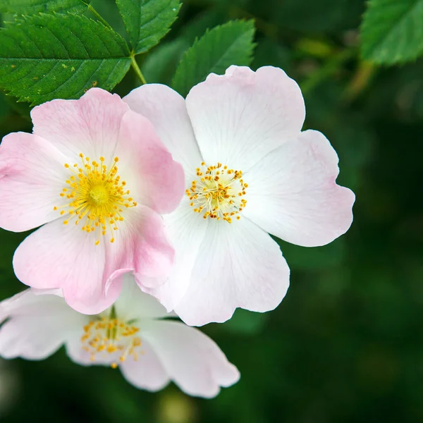 Three Pale Pink Rosehip Flowers Blurred Green Backdrop — Stock Photo, Image