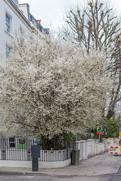 Kersenbloesems Een Engelse Tuin — Stockfoto