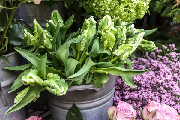 Tulipanes Verdes Loro Cubo Acero Entrada Una Florería Como Decoración —  Fotos de Stock