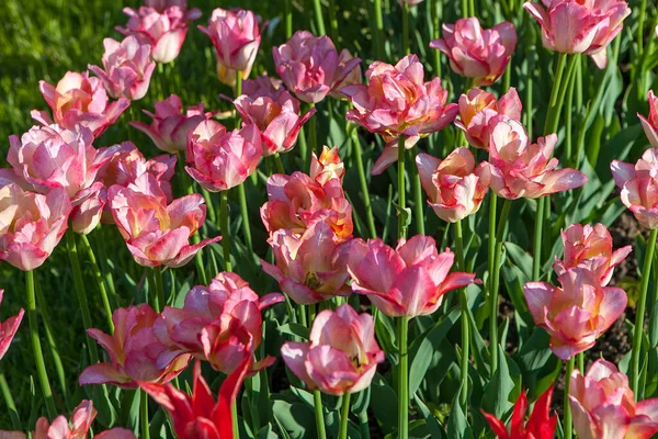 Посадка Красных Белых Тюльпанов Ботаническом Саду — стоковое фото