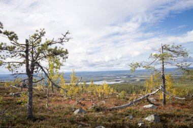 Megalitik seid kaya taşları, doğadaki ölü ağaçlar Vottovaara Dağı, Karelia, Rusya 'da. Dağda sonbahar