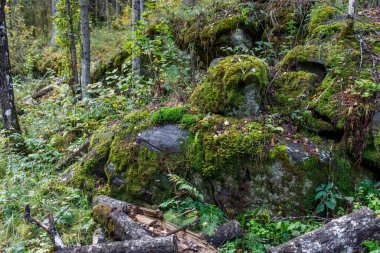 Tepede ren geyiği liken olan çam ormanı. Finlandiya sınırında Karelya 'da Ulusal Rezerv 
