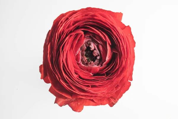 Soluk Gri Renkte Kırmızı Ran Düğün Çiçeği Boşluğu Kopyala — Stok fotoğraf