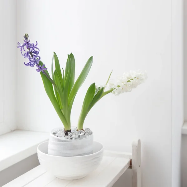 白色和蓝色的风信子在一个大瓷碗里 靠着白墙放在架子上 计划好了春天的概念 — 图库照片
