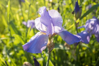 Mavi mor göz bahçedeki bahar çimlerinde..