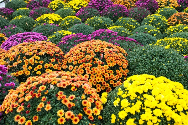 Plantas Crisântemo Branco Rosa Vermelho Amarelo Loja Flores Arbustos Crisântemos — Fotografia de Stock