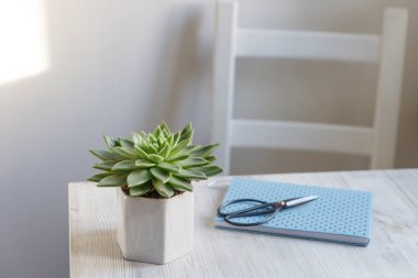 Echeveria güzel bir seramik tencerede bej bir masada, mutfakta iç dekorasyon için beyaz bir yay not defterinin yanında. Mesaj için yer. Boşluğu kopyala