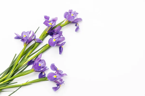 Violet Irises Xiphium Bulbous Iris Sibirica Hvit Bakgrunn Med Plass – stockfoto