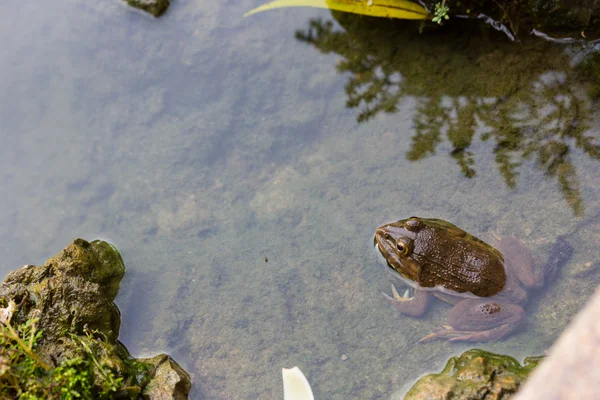 Frog in pond — Stock Photo, Image