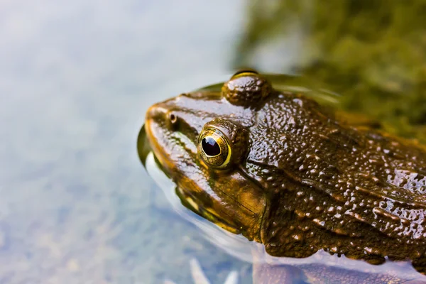 Žáby v rybníku — Stock fotografie
