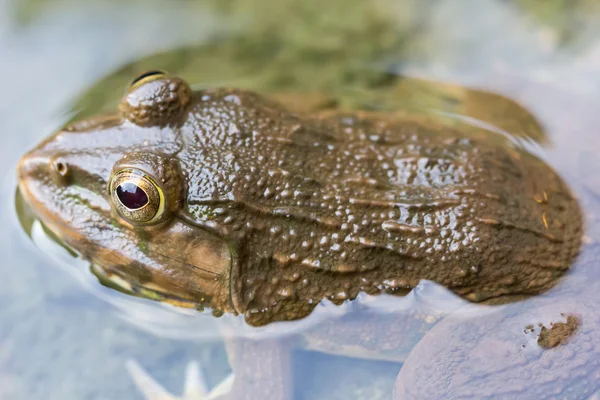Žáby v rybníku — Stock fotografie