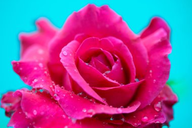 Su damlası ile kırmızı bir gül yakın çekim