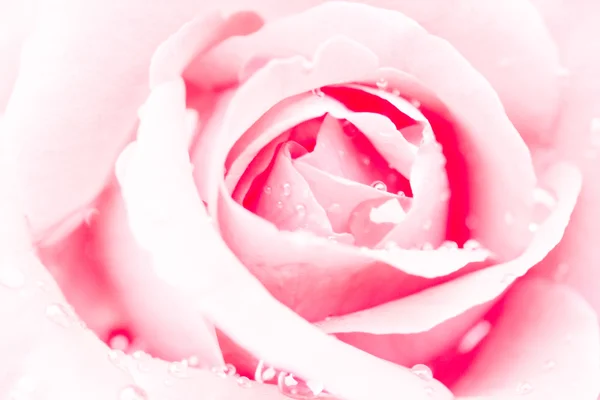 Close up of a red rose with water drop — Stock Photo, Image