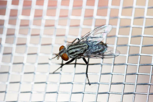 Fechar de uma mosca na rede — Fotografia de Stock