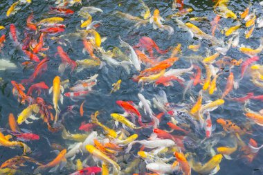 koi balık gölde Yüzme