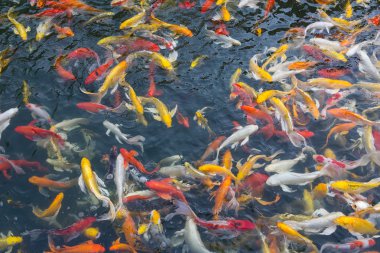 koi balık gölde Yüzme