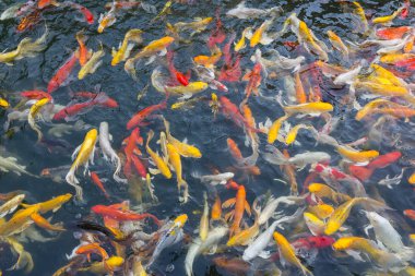 koi balık gölde Yüzme