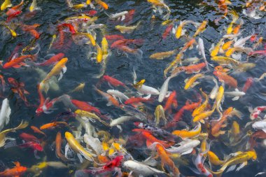 koi balık gölde Yüzme