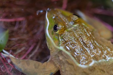 Gölette yeşil kurbağa
