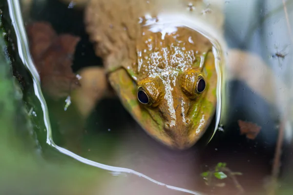 Зелена жаба в ставку — стокове фото