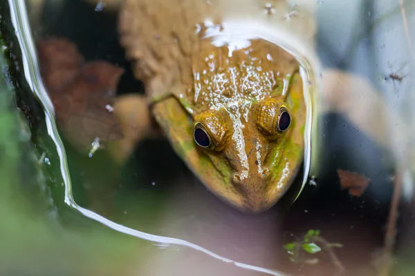 Zelená žába v rybníku — Stock fotografie
