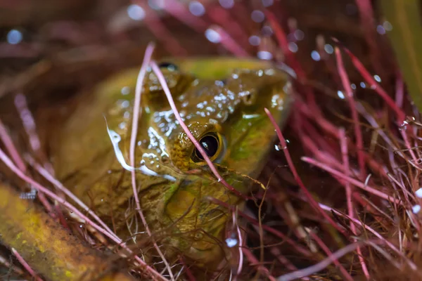 Grüner Frosch im Teich — Stockfoto