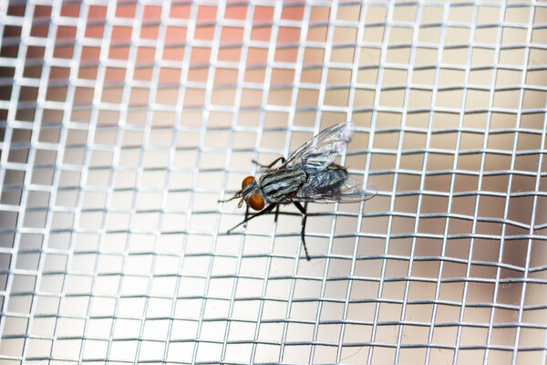 Closeup of a Fly on the net