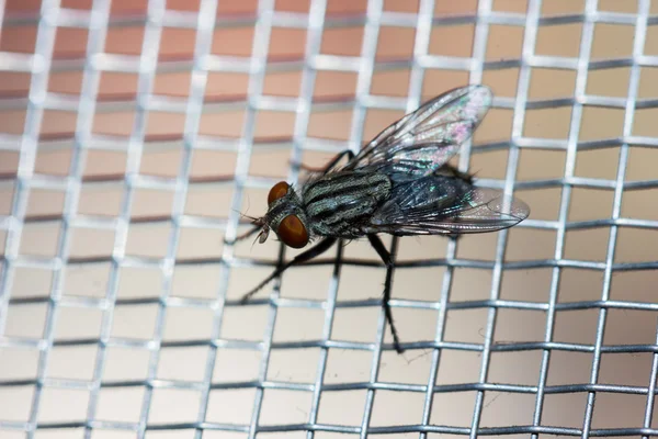 Fechar de uma mosca na rede — Fotografia de Stock