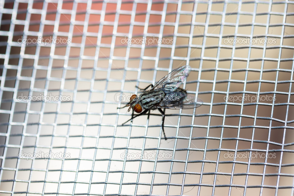 Closeup of a Fly on the net