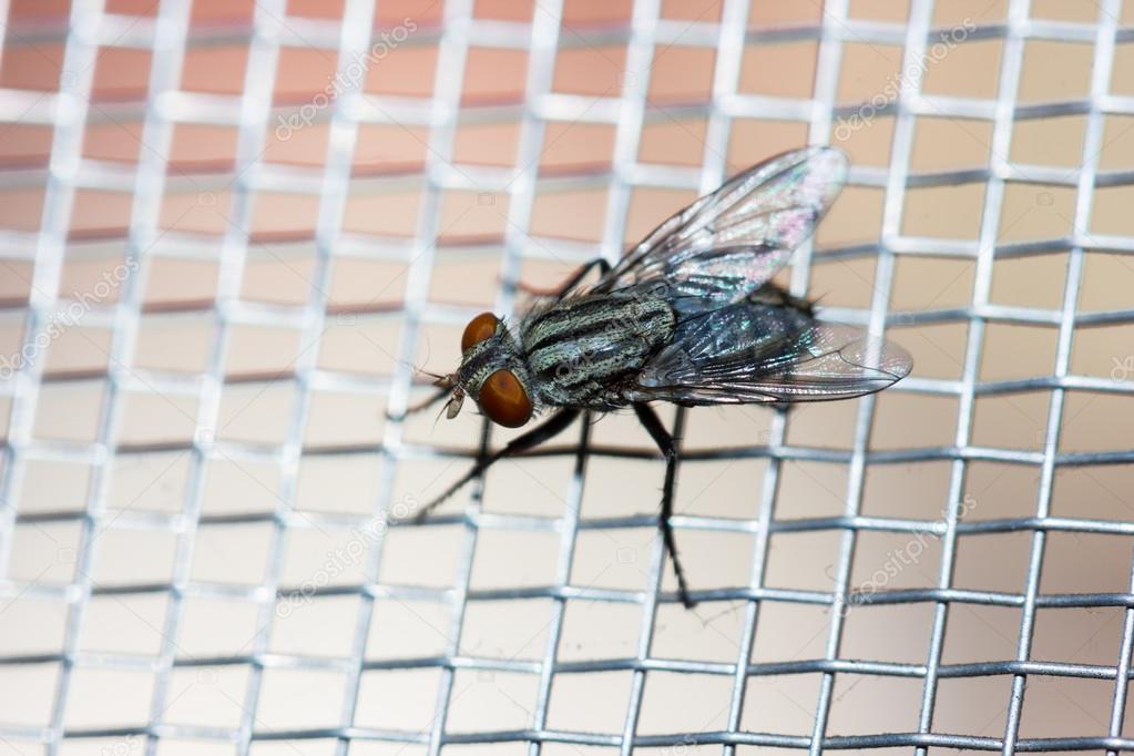 Closeup of a Fly on the net